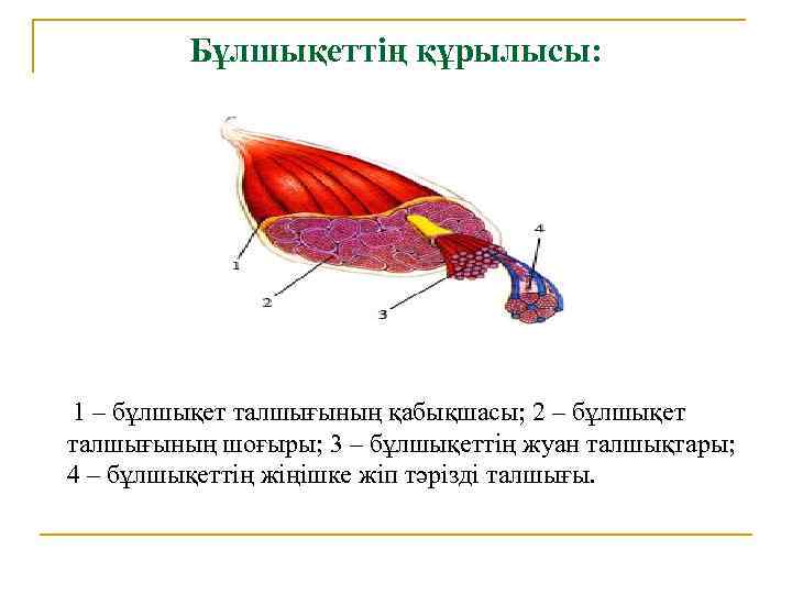 Бұлшықеттің құрылысы: 1 – бұлшықет талшығының қабықшасы; 2 – бұлшықет талшығының шоғыры; 3 –