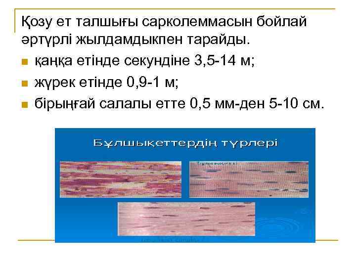 Қозу ет талшығы сарколеммасын бойлай әртүрлі жылдамдыкпен тарайды. n қаңқа етінде секундіне 3, 5