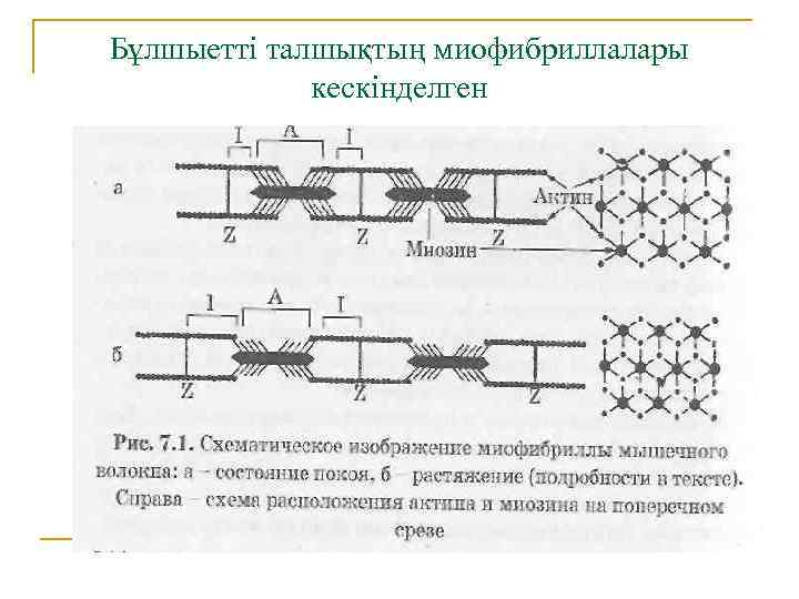 Бұлшыетті талшықтың миофибриллалары кескінделген 
