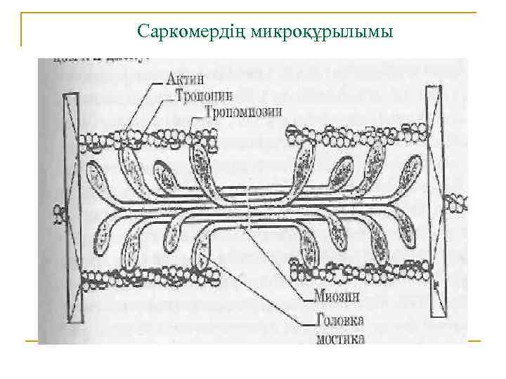 Саркомердің микроқұрылымы 