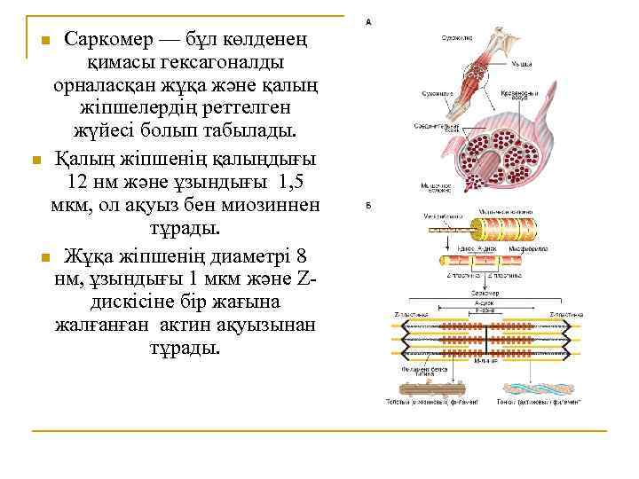 Ұзын қысқа биік аласа кең тар қалың жұқа тең заттар тех карта мектепалды даярлық