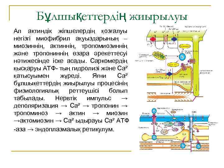 Бұлшықеттердің жиырылуы Ал актиндік жіпшелердің қозғалуы негізгі миофибрил ақуыздарының – миозиннің, актиннің, тропомиозиннің және