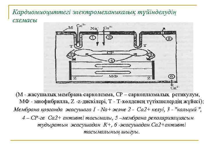 Кардиомиоциттегі электромеханикалық түйінделудің схемасы (М - жасушалық мембрана-сарколемма, СР – саркоплазмалық ретикулум, МФ -