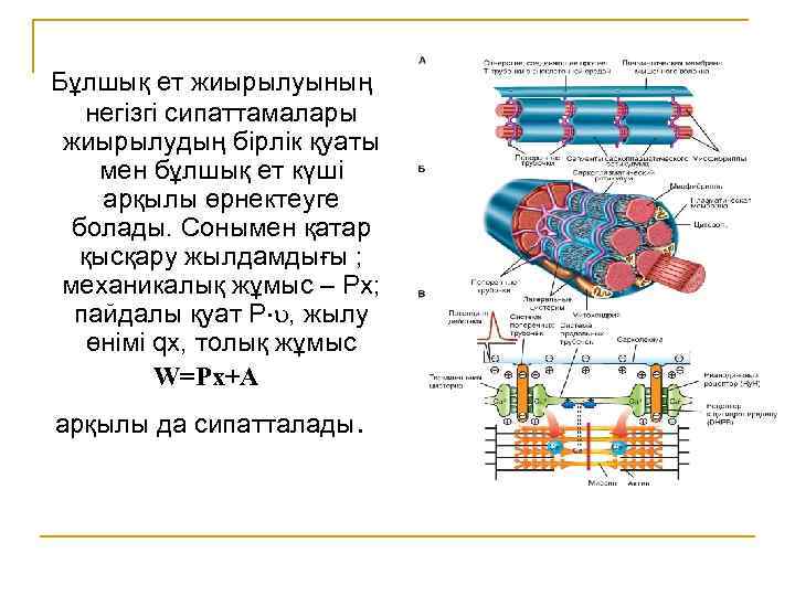  Бұлшық ет жиырылуының негізгі сипаттамалары жиырылудың бірлік қуаты мен бұлшық ет күші арқылы