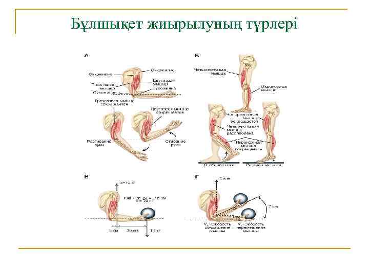 Бұлшықет жиырылуның түрлері 