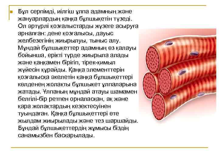 n Бұл серпімді, иілгіш ұлпа адамның және жануарлардың қаңқа бұлшықетін түзеді. Ол әртүрлі қозғалыстарды