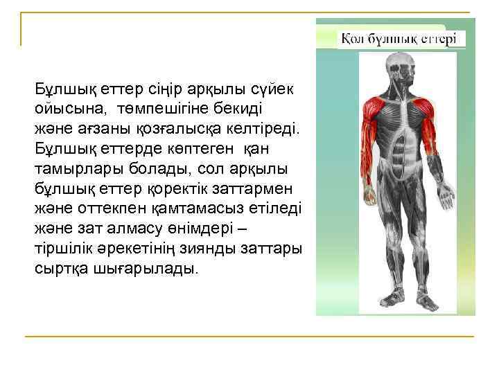 Бұлшық еттер сіңір арқылы сүйек ойысына, төмпешігіне бекиді және ағзаны қозғалысқа келтіреді. Бұлшық еттерде