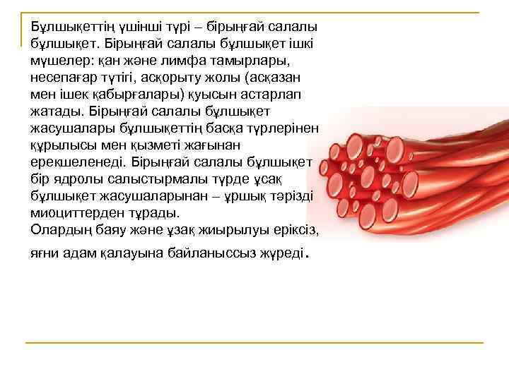 Бұлшықеттің үшінші түрі – бірыңғай салалы бұлшықет. Бірыңғай салалы бұлшықет ішкі мүшелер: қан және