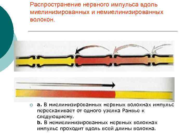 Распространение нервного импульса вдоль миелинизированных и немиелинизированных волокон. ¡ а. В миелинизированных нервных волокнах