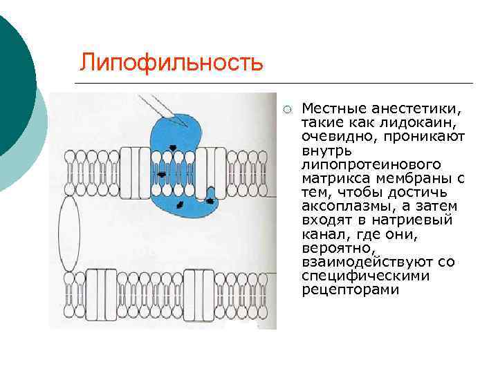 Липофильность ¡ Местные анестетики, такие как лидокаин, очевидно, проникают внутрь липопротеинового матрикса мембраны с