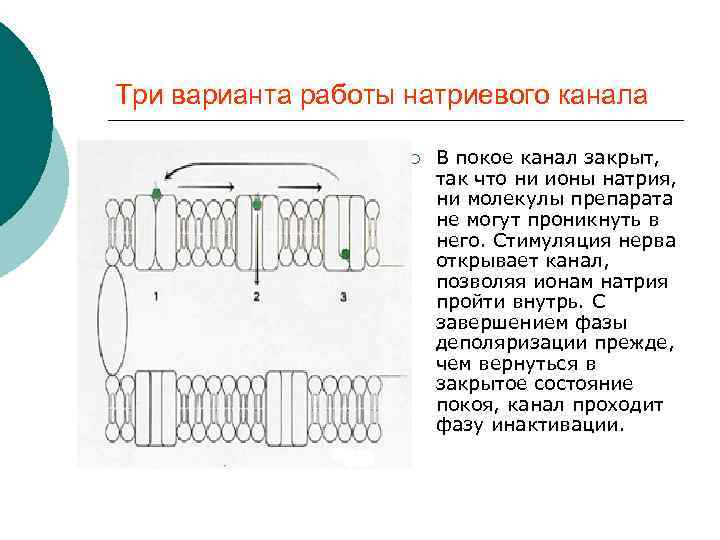 Три варианта работы натриевого канала ¡ В покое канал закрыт, так что ни ионы