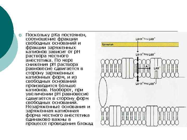  ¡ Поскольку p. Ka постоянен, соотношение фракции свободных оснований и фракции заряженных катионов