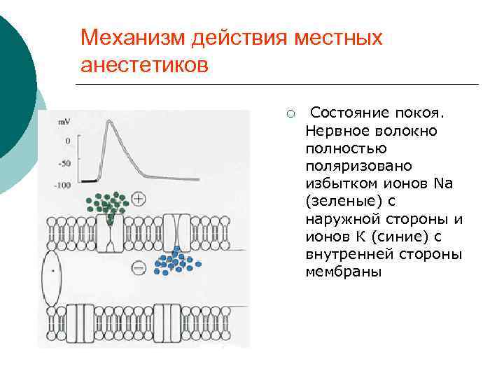  Механизм действия местных анестетиков ¡ Состояние покоя. Нервное волокно полностью поляризовано избытком ионов