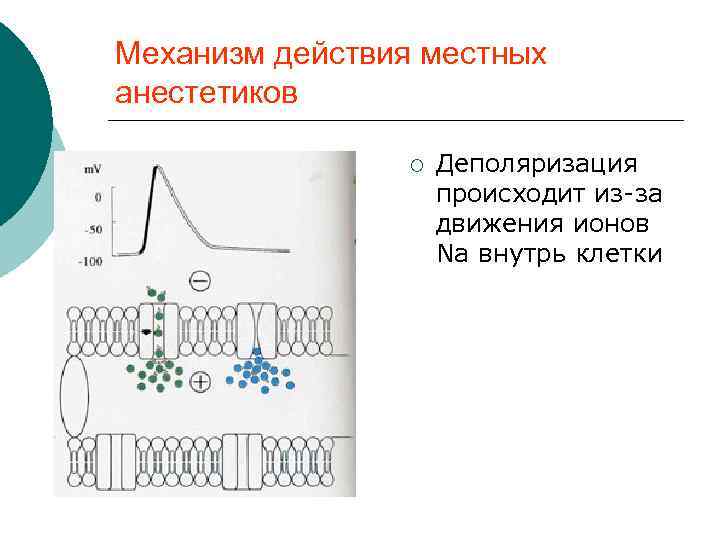 Механизм действия местных анестетиков ¡ Деполяризация происходит из за движения ионов Na внутрь клетки