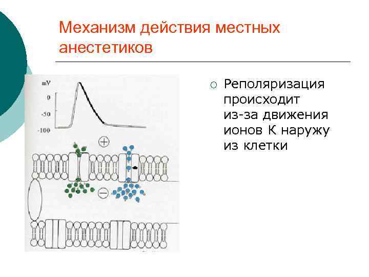  Механизм действия местных анестетиков ¡ Реполяризация происходит из за движения ионов К наружу