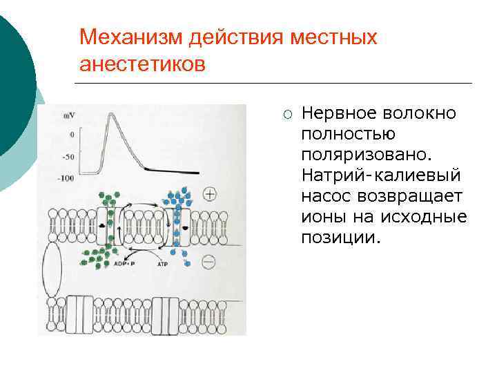 Механизм действия местных анестетиков ¡ Нервное волокно полностью поляризовано. Натрий калиевый насос возвращает ионы