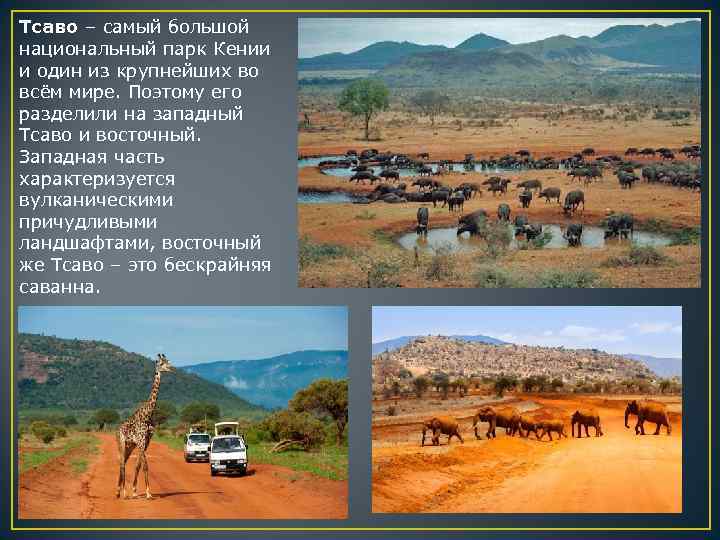 Тсаво – самый большой национальный парк Кении и один из крупнейших во всём мире.