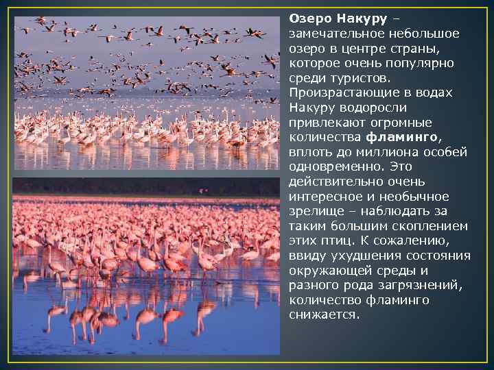 Озеро Накуру – замечательное небольшое озеро в центре страны, которое очень популярно среди туристов.