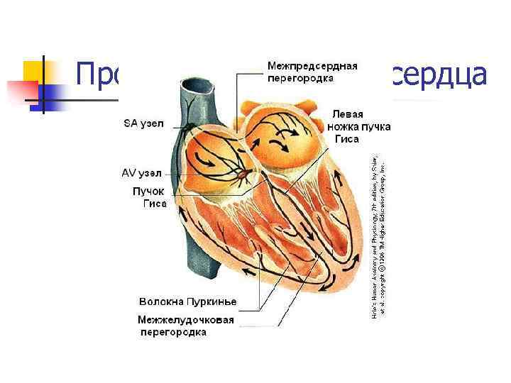 Проводящая система сердца 