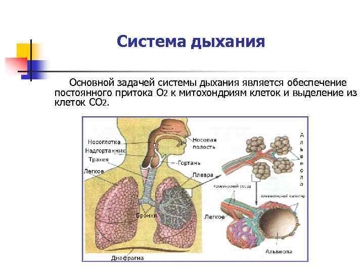 Система дыхания Основной задачей системы дыхания является обеспечение постоянного притока О 2 к митохондриям