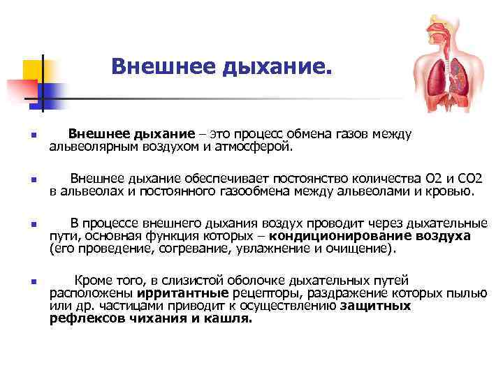 Внешнее дыхание. n n Внешнее дыхание – это процесс обмена газов между альвеолярным воздухом