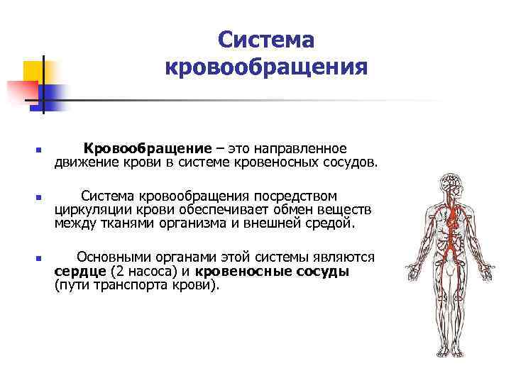 Система кровообращения n n n Кровообращение – это направленное движение крови в системе кровеносных