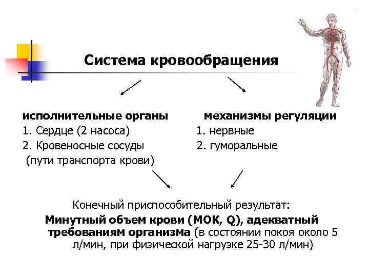 Система кровообращения исполнительные органы 1. Сердце (2 насоса) 2. Кровеносные сосуды (пути транспорта крови)