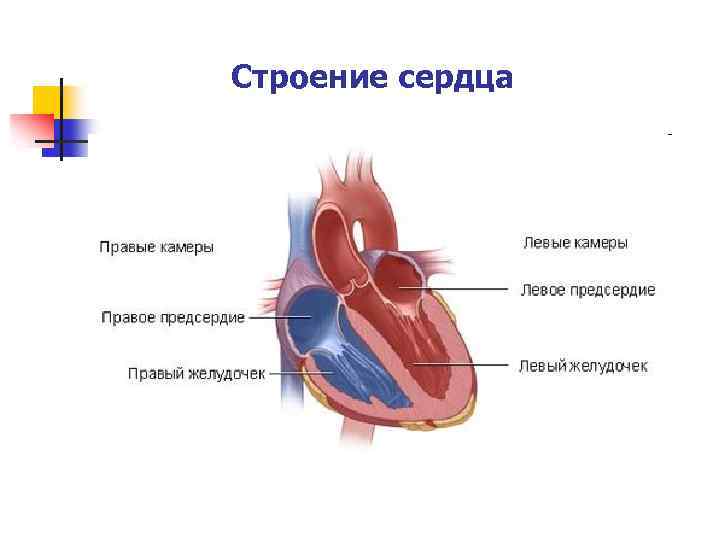 Строение сердца 