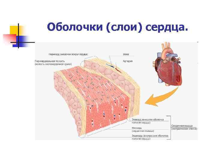 Оболочки (слои) сердца. 