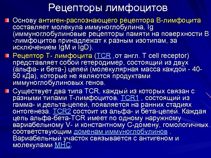 Рецепторы лимфоцитов Основу антиген-распознающего рецептора В-лимфоцита составляет молекула иммуноглобулина, Ig (иммуноглобулиновые рецепторы памяти на
