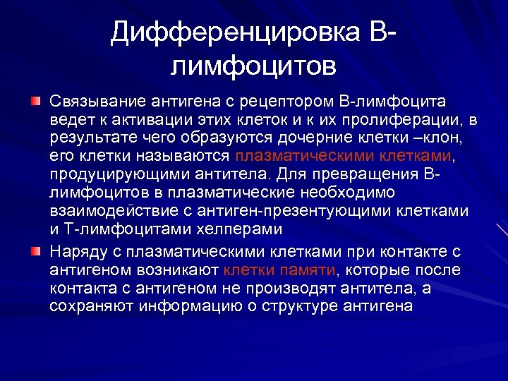 Дифференцировка Влимфоцитов Связывание антигена с рецептором В-лимфоцита ведет к активации этих клеток и к