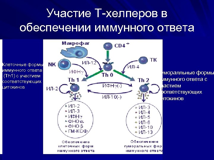 Участие Т-хелперов в обеспечении иммунного ответа Клеточные формы иммунного ответа (Th 1) c участием