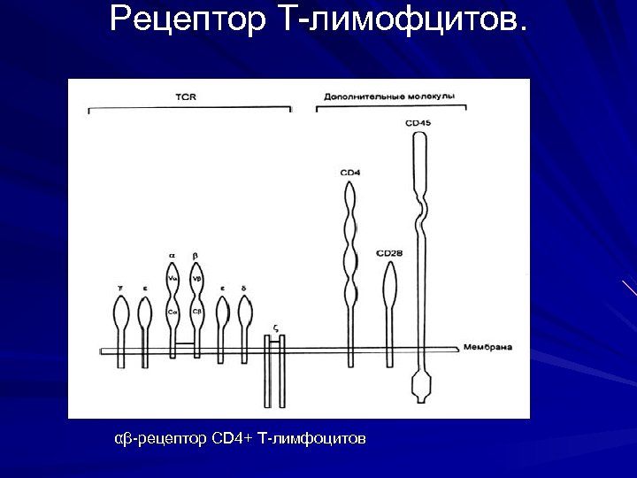 Рецептор Т-лимофцитов. αβ-рецептор CD 4+ Т-лимфоцитов 