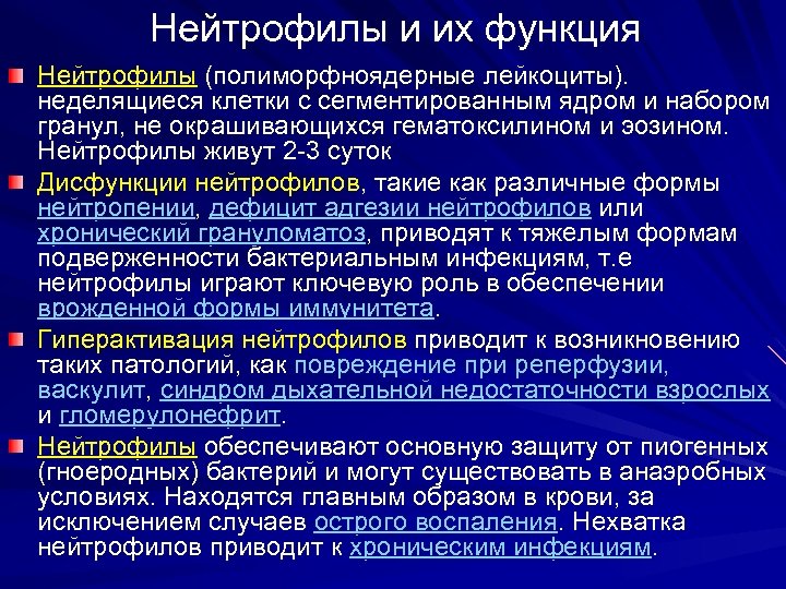 Нейтрофилы и их функция Нейтрофилы (полиморфноядерные лейкоциты). неделящиеся клетки с сегментированным ядром и набором