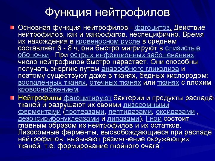 Функция нейтрофилов Основная функция нейтрофилов - фагоцитоз. Действие нейтрофилов, как и макрофагов, неспецифично. Время