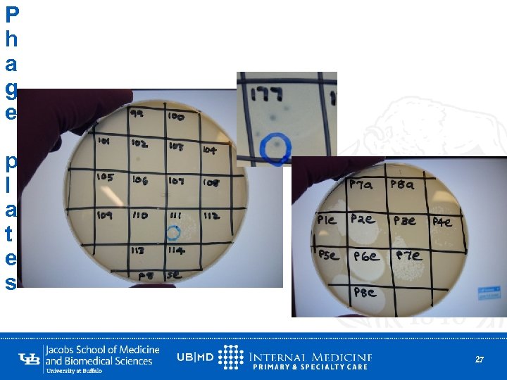 P h a g e p l a t e s 27 