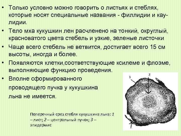  • Только условно можно говорить о листьях и стеблях, которые носят специальные названия