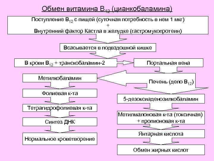 Обмен витамина В 12 (цианкобаламина) Поступление В 12 с пищей (суточная потребность в нем