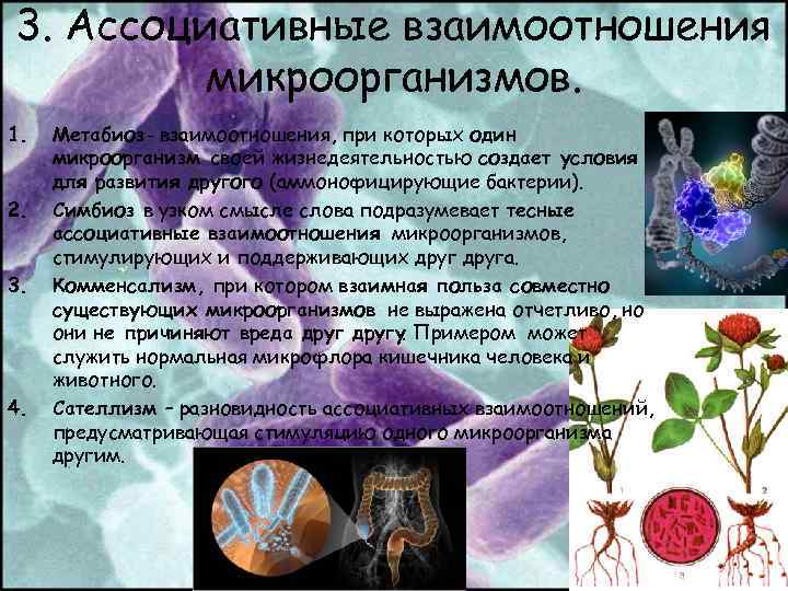 Формы взаимоотношений микроорганизмов. Симбиотические взаимоотношения микроорганизмов. Ассоциативные взаимоотношения микроорганизмов. Симбиотические взаимоотношения между микроорганизмами. Ассоциативные формы симбиоза микроорганизмов.