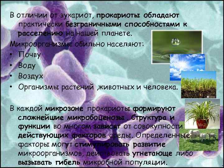 В отличии от эукариот, прокариоты обладают практически безграничными способностями к расселению на нашей планете.
