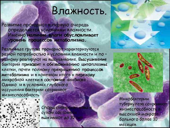 Влажность. Развитие прокариот в первую очередь определяется условиями влажности. Именно наличие влаги обусловливает уровень