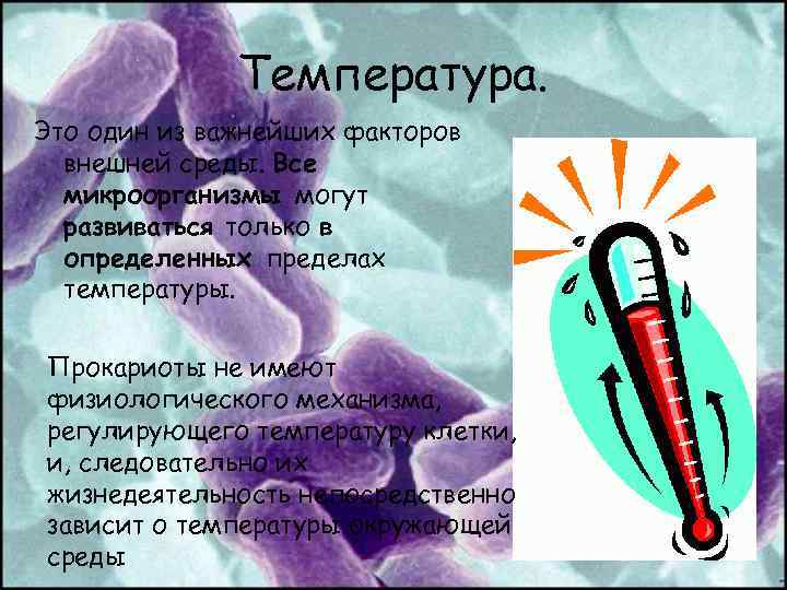 Предел температуры. Влияние температуры на микроорганизмы. Температура микроорганизмов. Влияние температуры на жизнедеятельность микроорганизмов. Температура влияет на жизнедеятельность микроорганизмов.