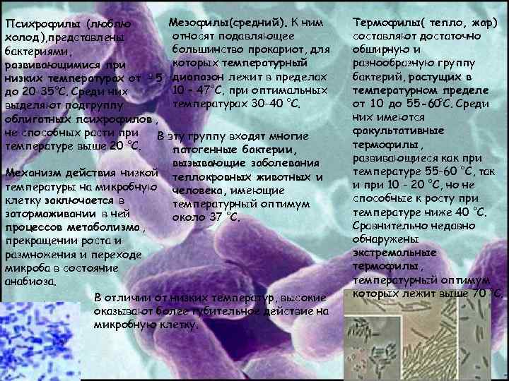 Мезофилы (средний). К ним Психрофилы (люблю относят подавляющее холод ), представлены большинство прокариот, для