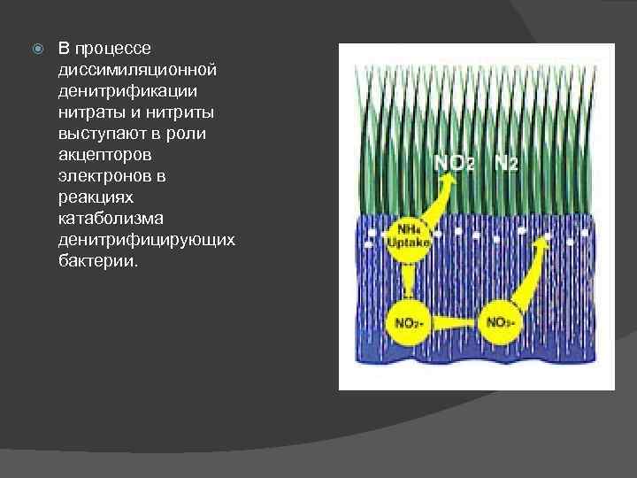  В процессе диссимиляционной денитрификации нитраты и нитриты выступают в роли акцепторов электронов в