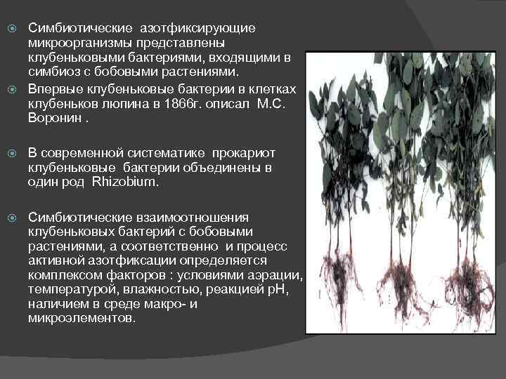 Вступают в симбиоз с клубеньковыми бактериями. Симбиотическая азотфиксация. Симбиоз с азотфиксирующими бактериями. Растения способные к азотфиксации.