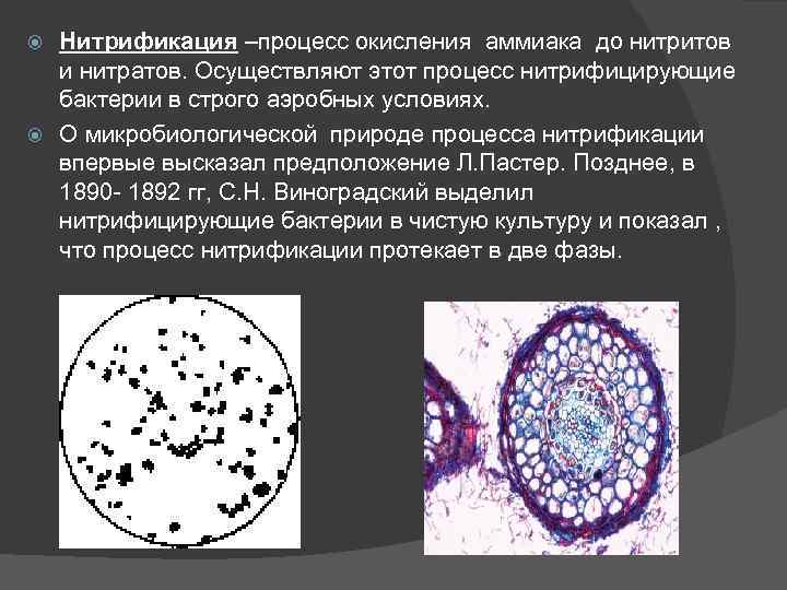 Нитрифицирующие бактерии. Нитрификация бактерий реакция. Нитрификация формула. Процесс нитрификации бактерий. Процесс почвенной нитрификации осуществляют бактерии.