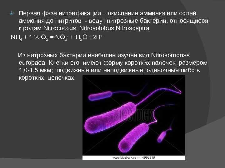 Первая фаза нитрификации – окисление аммиака или солей аммония до нитритов - ведут нитрозные