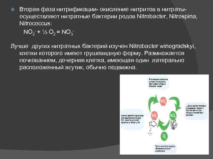  Вторая фаза нитрификации- окисление нитритов в нитратыосуществляют нитратные бактерии родов Nitrobacter, Nitrospina, Nitrococcus: