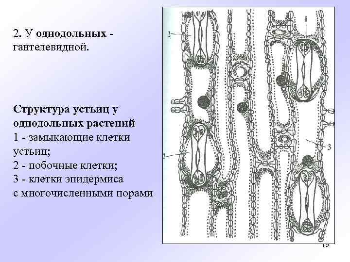 Структура сформированная замыкающими клетками. Строение устьичного аппарата растений. Строение устьица однодольного растения. Устьица однодольных и двудольных растений. Замыкающие клетки устьиц структура.