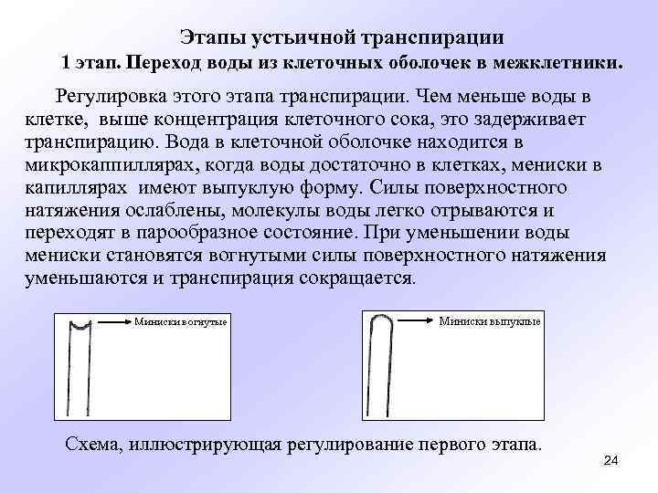 Этапы устьичной транспирации 1 этап. Переход воды из клеточных оболочек в межклетники. Регулировка этого